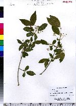 Euonymus europaeus image