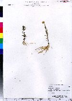 Sclerolepis uniflora image