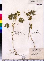 Oxalis stricta image