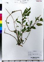 Lonicera japonica image