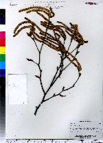 Betula pubescens image