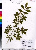 Euonymus alatus image