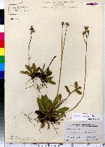 Hieracium pilosella image