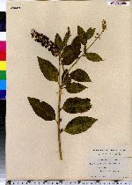 Phytolacca americana var. americana image