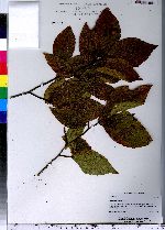 Fagus grandifolia image