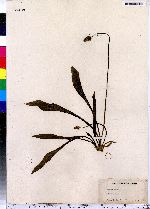 Plantago lanceolata image