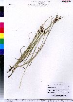 Juncus gerardii image