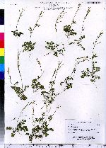 Cardamine hirsuta image