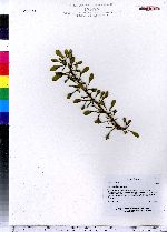 Berberis thunbergii image