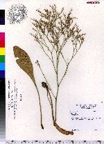 Limonium carolinianum image