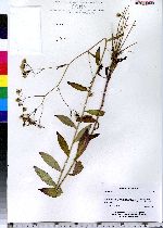 Hieracium paniculatum image