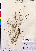 Agrostis scabra image