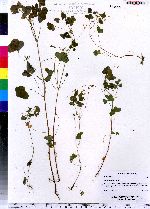 Oxalis stricta image