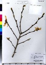 Magnolia stellata image