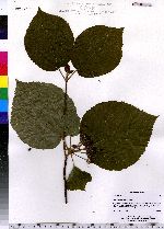 Viburnum lantanoides image