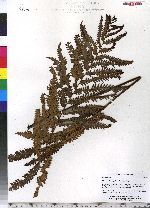 Woodwardia virginica image