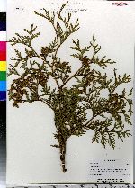 Thuja occidentalis image