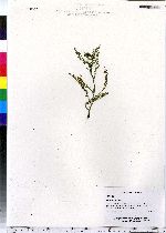 Achillea millefolium image