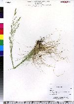 Festuca ovina image