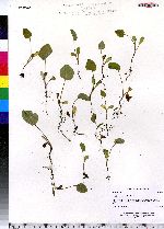 Arctium minus image