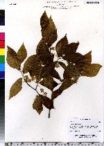 Fagus grandifolia image