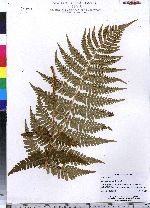 Dryopteris marginalis image