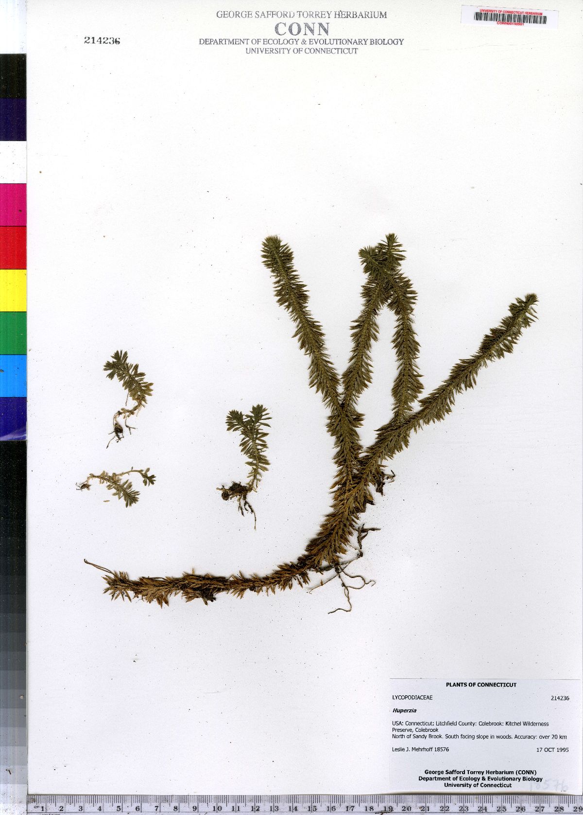 Lycopodiaceae image