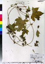 Humulus japonicus image