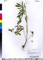 Potentilla recta image