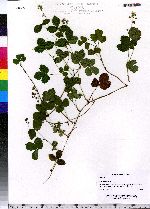 Rubus hispidus image