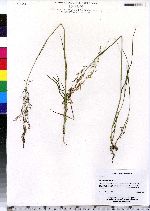 Agrostis capillaris image