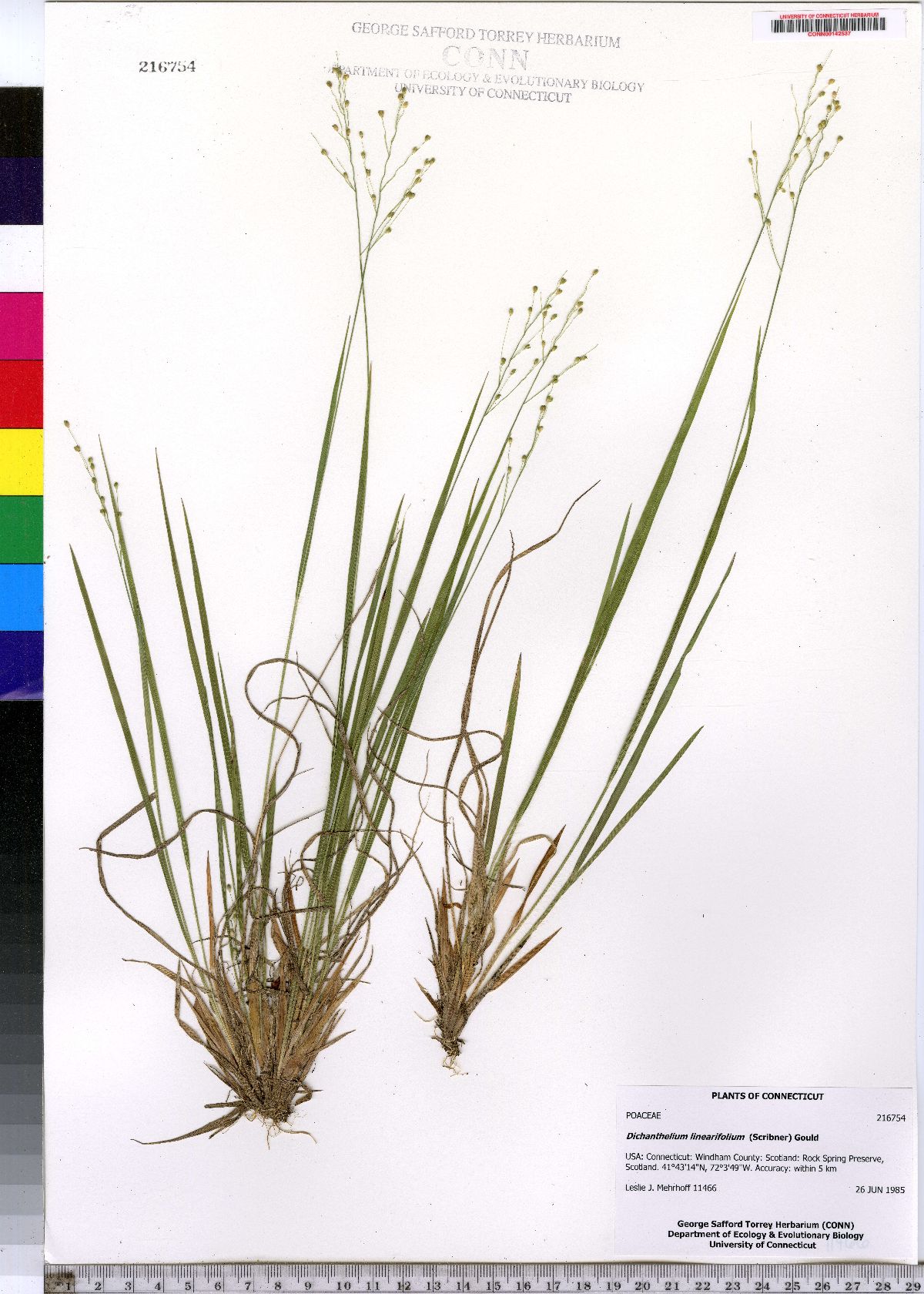 Dichanthelium linearifolium image