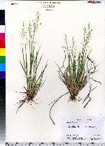 Dichanthelium linearifolium image