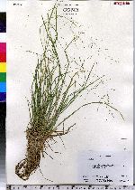 Poa alsodes image