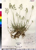 Poa pratensis image