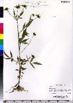 Bidens frondosa image