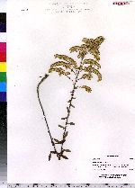 Solidago nemoralis image