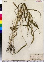 Setaria verticillata image