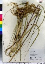 Spartina alterniflora image