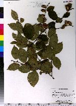 Betula alleghaniensis image