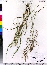 Bromus inermis image