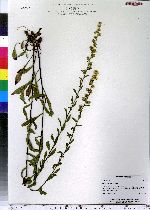 Solidago puberula image