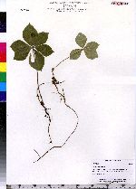 Cornus canadensis image