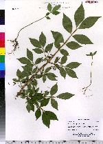 Euonymus alatus image