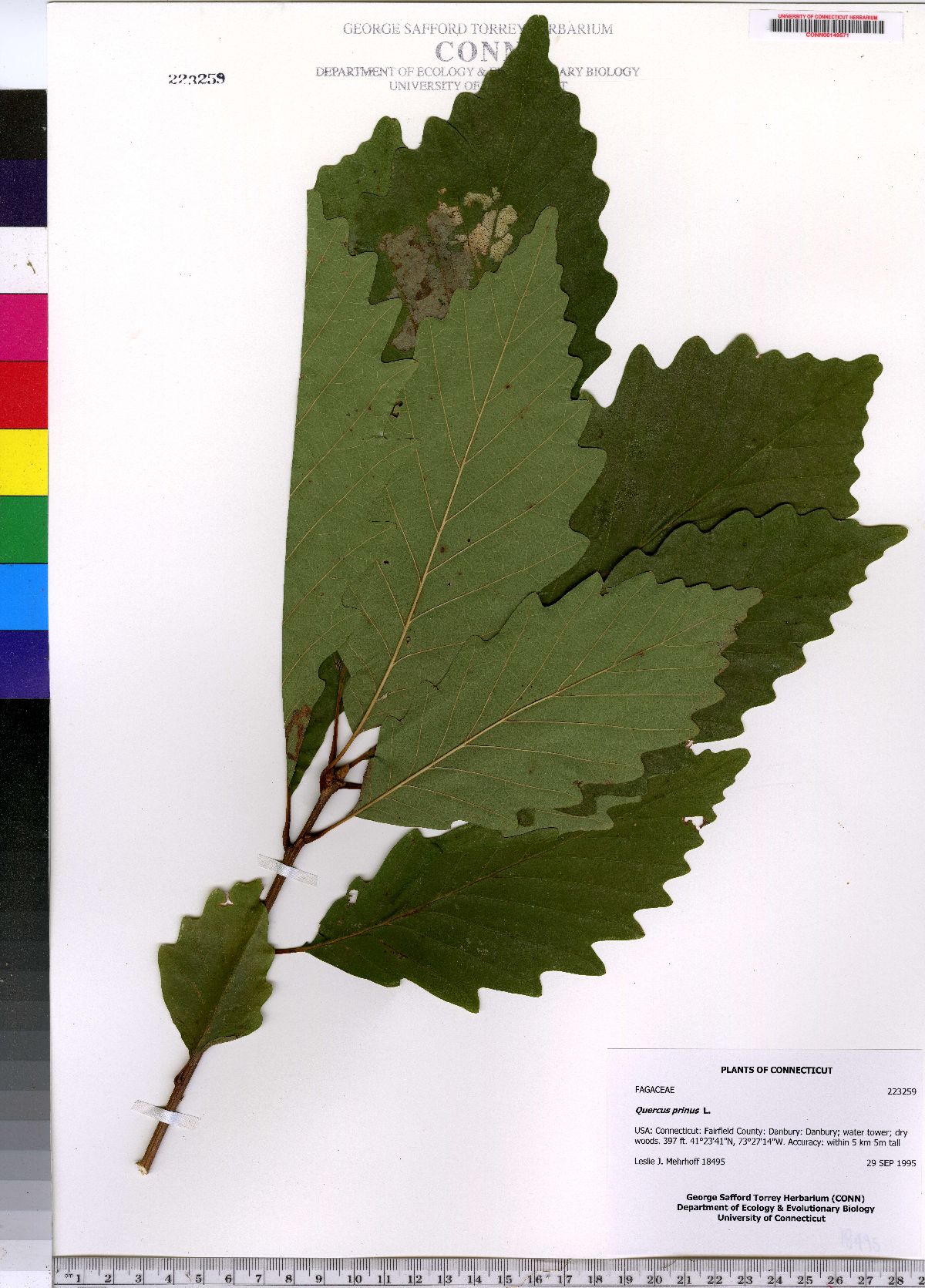 Quercus prinus image