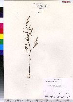 Polygonum glaucum image