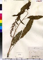 Rumex crispus image