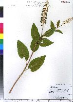 Phytolacca americana image