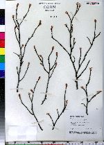 Amelanchier canadensis image