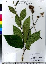 Betula alleghaniensis image